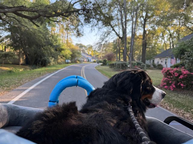 388 Linden Circle, Pawleys Island, SC 29585