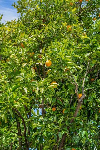 18967 Palo Oaks Court, Saratoga, CA 95070