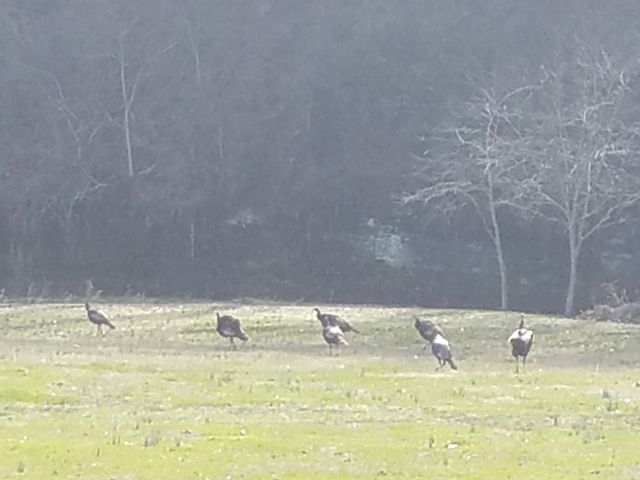 323 Spring Creek Rd, Westpoint, TN 38486