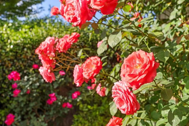 1912 Douglas Rd, Stockton, CA 95207