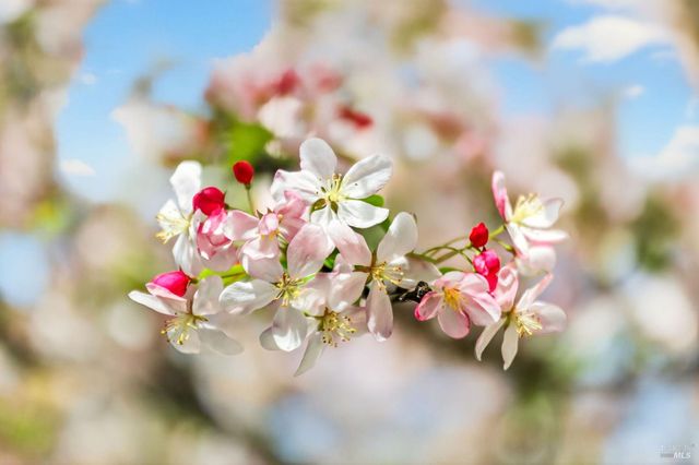 2543 Pinot Way, St. Helena, CA 94574