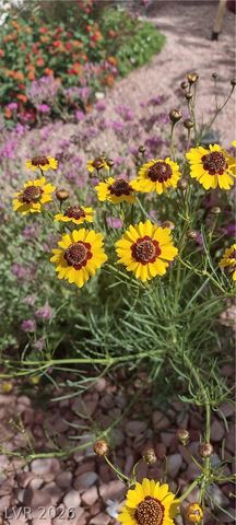 3290 Squire Street, Las Vegas, NV 89135