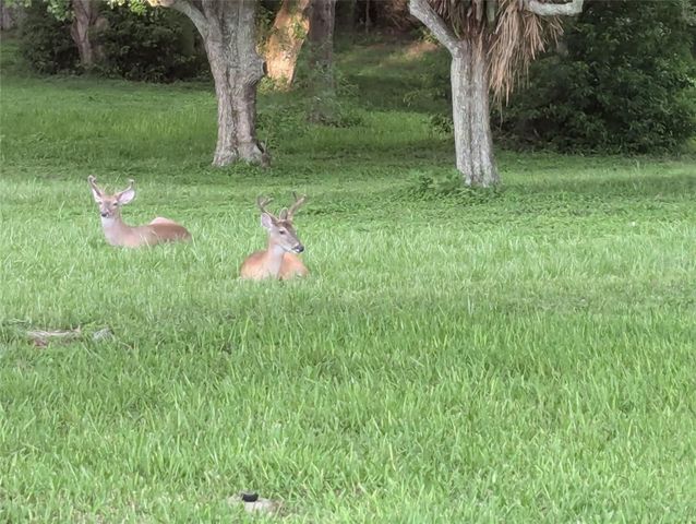 1223 TIMBERBROOKE DRIVE, Palm Harbor, FL 34684