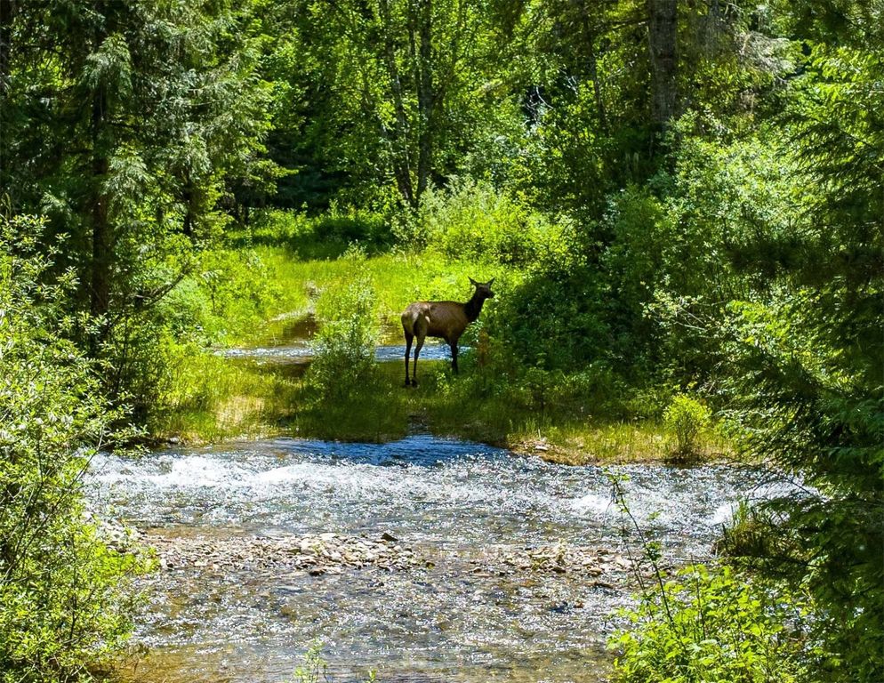 Image 5 of property listing at 189 Blue Creek Road, Heron, MT 59844