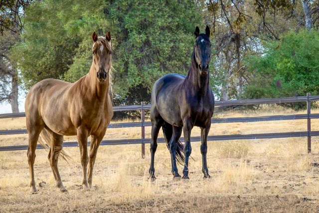 8813 Hayes Ln, Smartsville, CA 95977