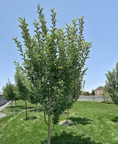 1110 N Ordenar St, Marfa, TX 79843