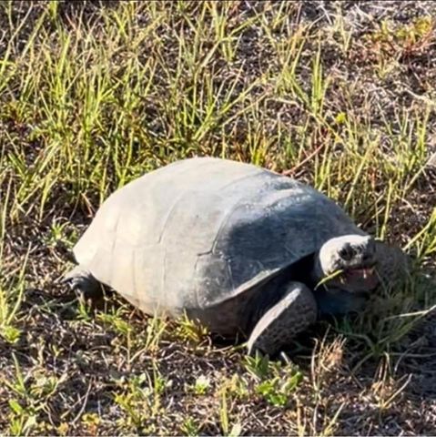 8152 SAINT KITTS CIRCLE, Englewood, FL 34224