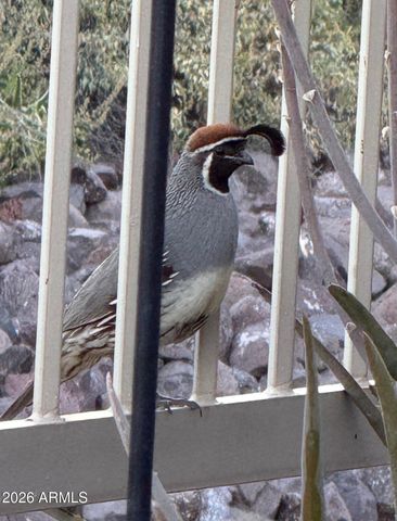 18821 E BLUE SKY Drive, Rio Verde, AZ 85263