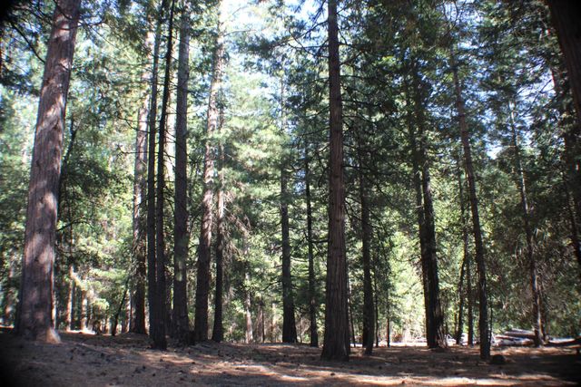 19380 Ponderosa Dr, Pioneer, CA 95666