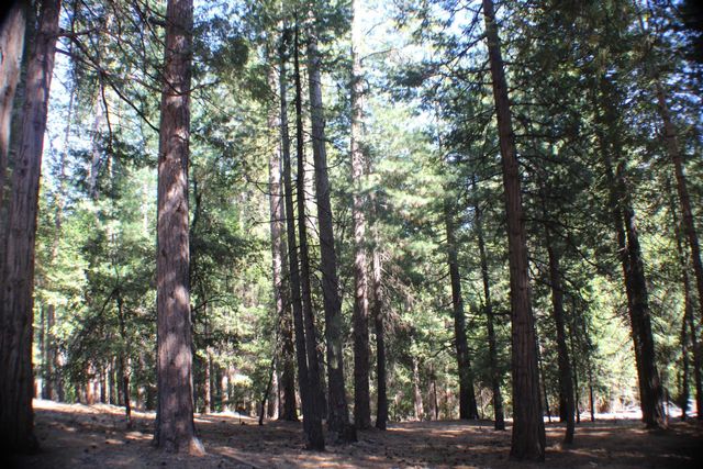19380 Ponderosa Dr, Pioneer, CA 95666