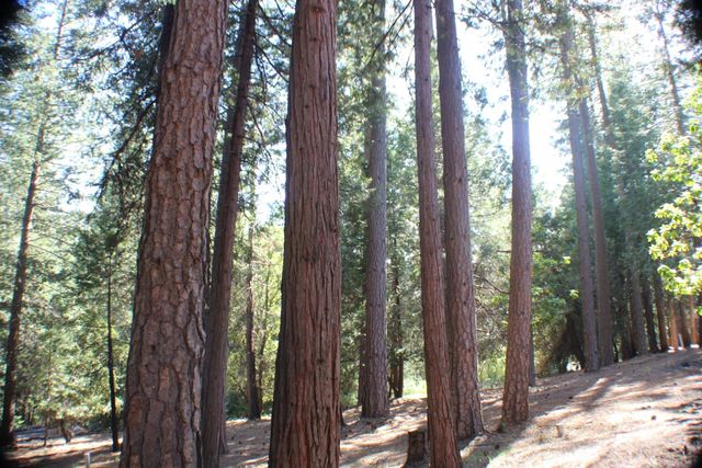 19380 Ponderosa Dr, Pioneer, CA 95666