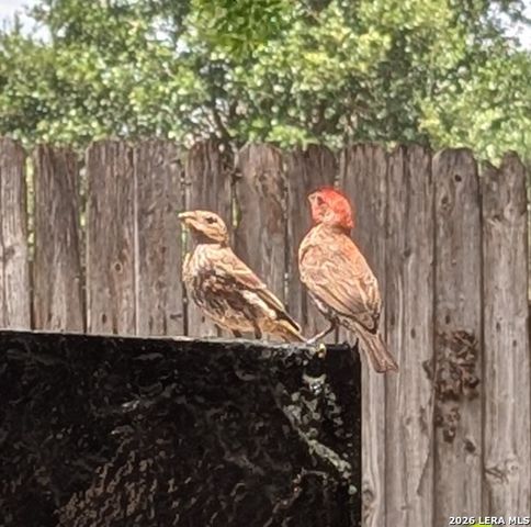 123 Latigo Ln, Boerne, TX 78006