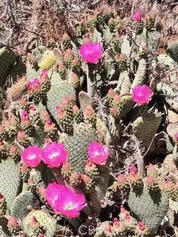 10376 55th West, Mojave, CA 93501