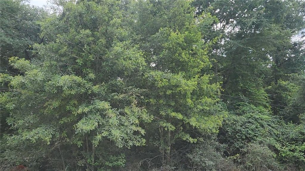 Lot 5 Tawnyberry Lane, Plantersville, TX 77363 — photo 3