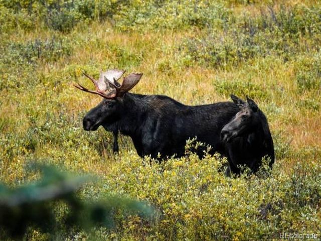 27292 Ridge Trail, Conifer, CO 80433