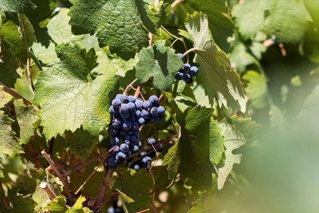 16354 Alexandra Way, Grass Valley, CA 95949