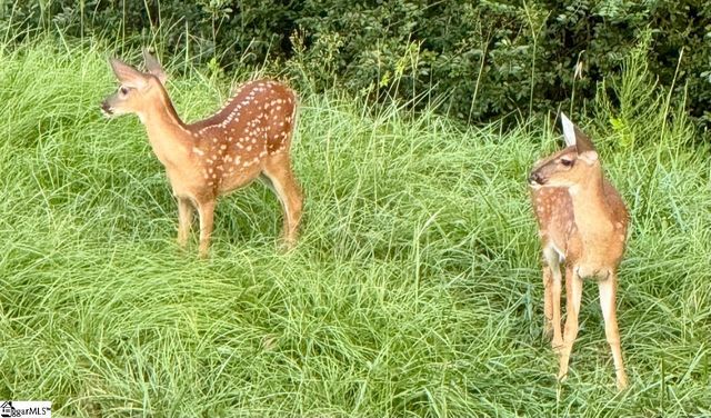 119 Marshfield Trail, Simpsonville, SC 29680