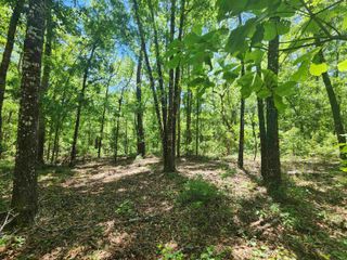 Lot 16 E Bear Hollow Trail, Greenville, FL 32331