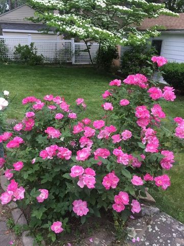 142 Jackson 0, Newton, MA 02459