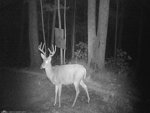 11598 Red Lick Road, Irvine, KY 40336