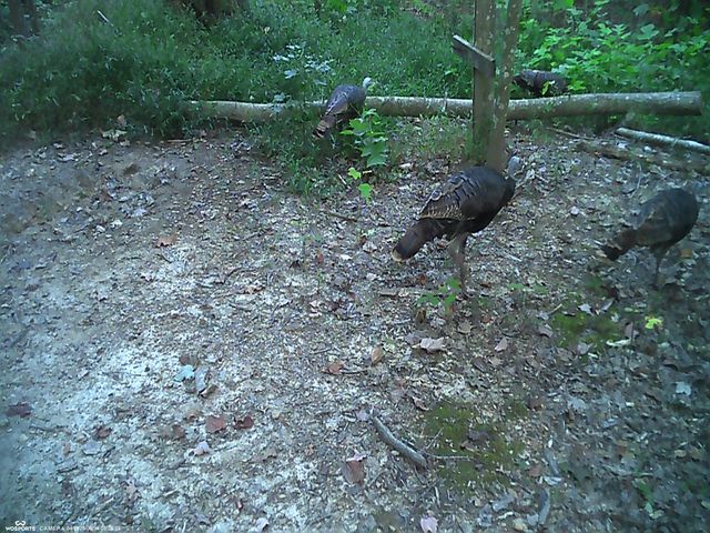 11598 Red Lick Road, Irvine, KY 40336