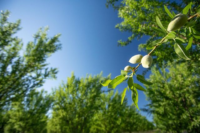 11270 Craig Rd, Live Oak, CA 95953