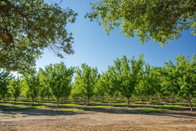 11270 Craig Rd, Live Oak, CA 95953