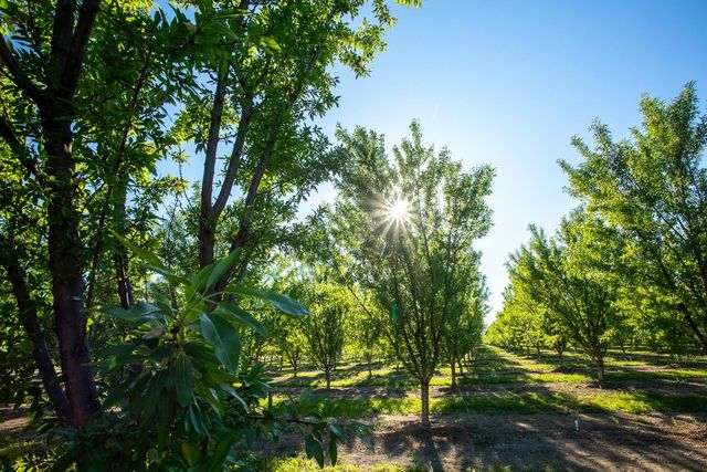 11270 Craig Rd, Live Oak, CA 95953