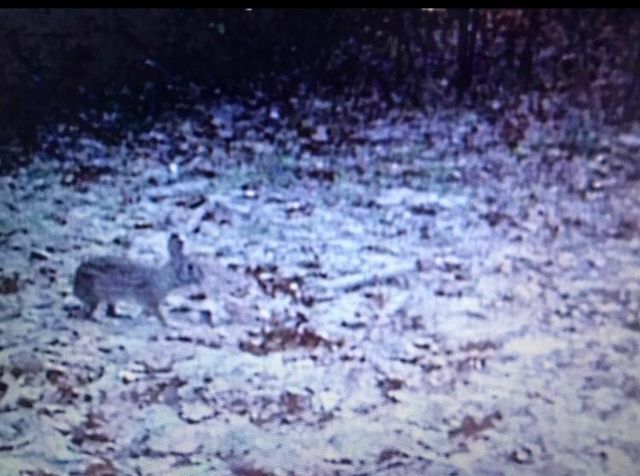 1803 Doe Run Drive, Waelder, TX 78959