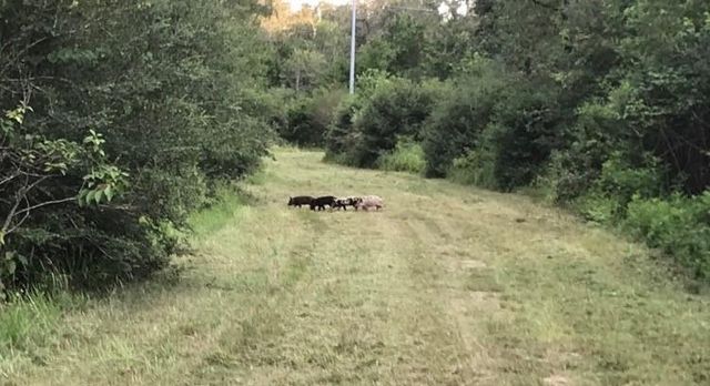 1803 Doe Run Drive, Waelder, TX 78959