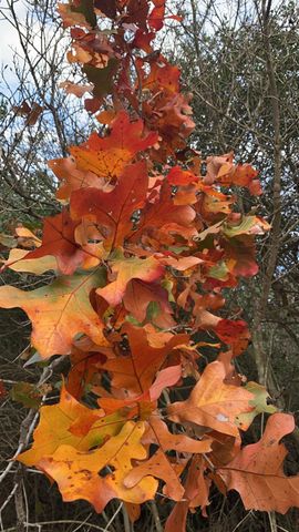 1803 Doe Run Drive, Waelder, TX 78959