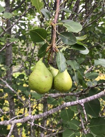 1803 Doe Run Drive, Waelder, TX 78959