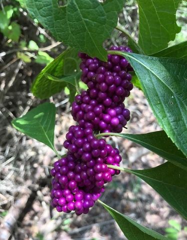 1803 Doe Run Drive, Waelder, TX 78959