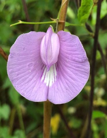 1803 Doe Run Drive, Waelder, TX 78959