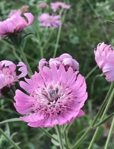 1803 Doe Run Drive, Waelder, TX 78959