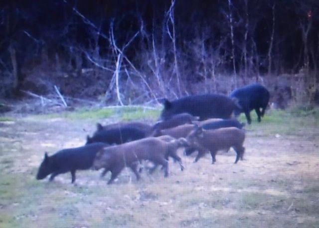 1803 Doe Run Drive, Waelder, TX 78959