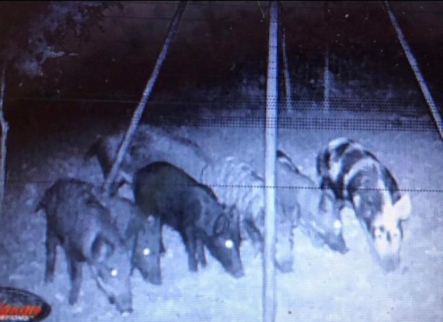 1803 Doe Run Drive, Waelder, TX 78959