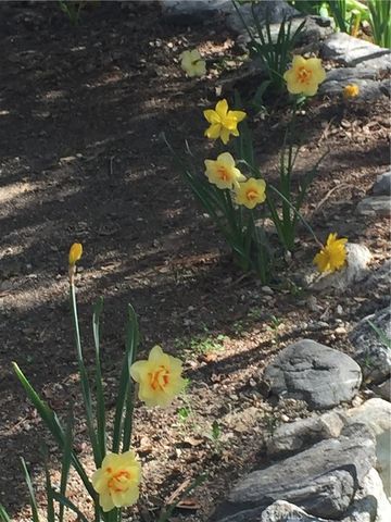 9112 Torrey Pines Road, Forest Falls, CA 92339