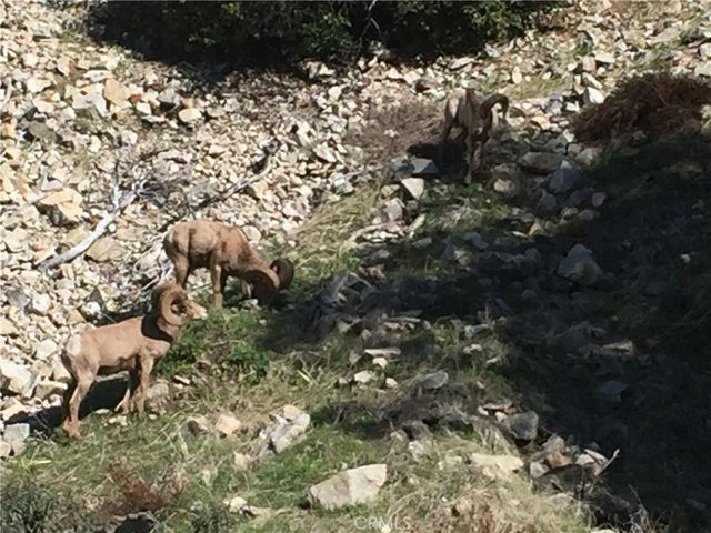 9112 Torrey Pines Road, Forest Falls, CA 92339