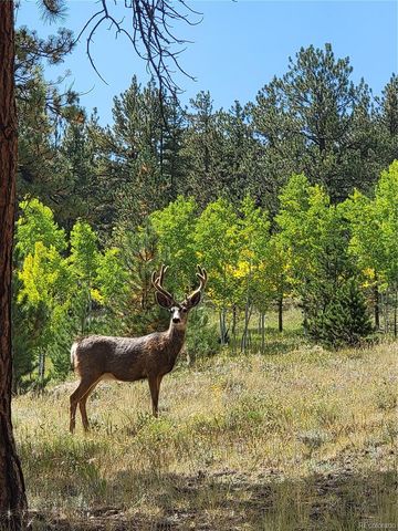 2883 Wagon Wheel Road, Hartsel, CO 80449