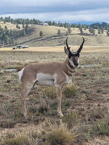 2883 Wagon Wheel Road, Hartsel, CO 80449