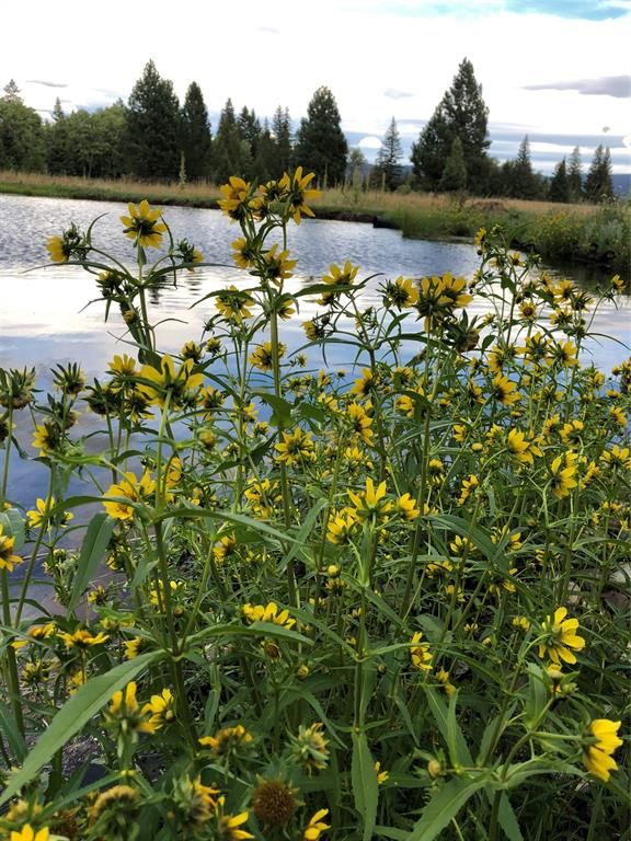 2532 Valley View Road, Lincoln, MT 59639 photo 36