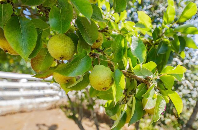 17945 Pesante Road, Salinas, CA 93907