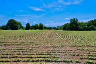 20 Lambs Ferry Rd, Leoma, TN 38468