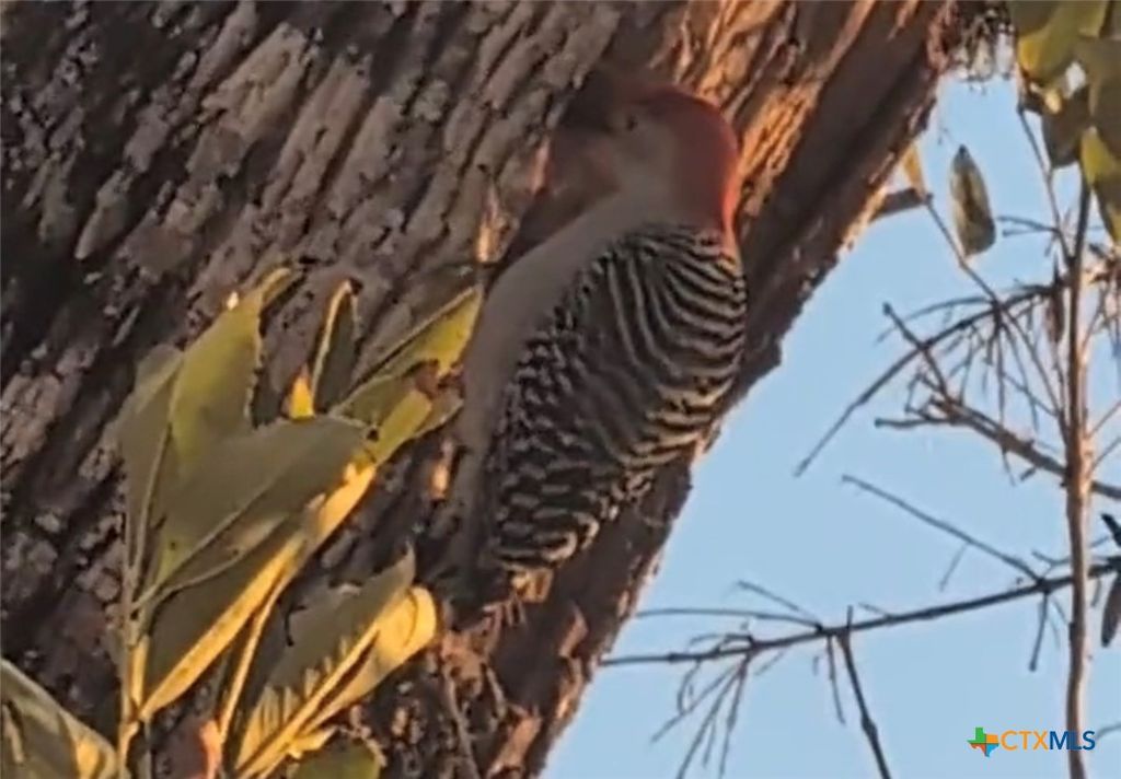 Image 39 of property listing at 15631 Fm 682, Yoakum, TX 77995