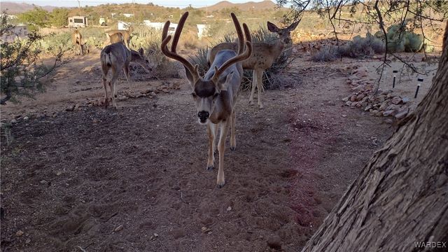 5031 W Tennessee Avenue, Chloride, AZ 86431