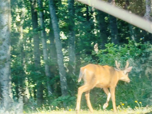 49923 146th Avenue E, Eatonville, WA 98328