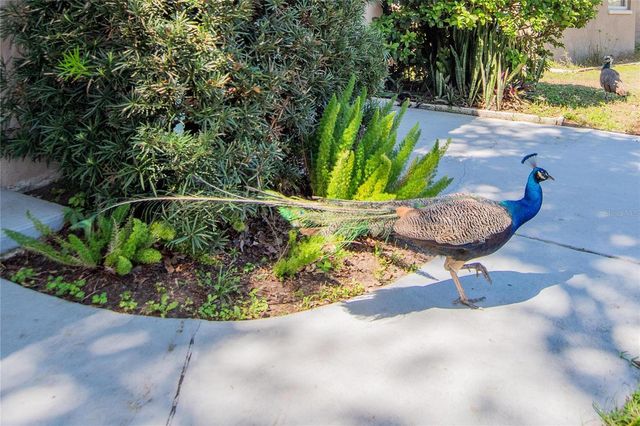 2305 INDIGO DRIVE, Clearwater, FL 33763