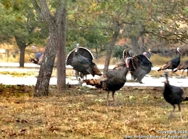 2581 Patterson Creek Road, Leakey, TX 78873