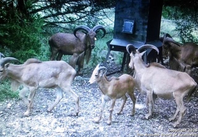 2581 Patterson Creek Road, Leakey, TX 78873